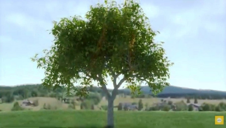 "Утро с Интером": как деревья спасают от наводнений и оползней?