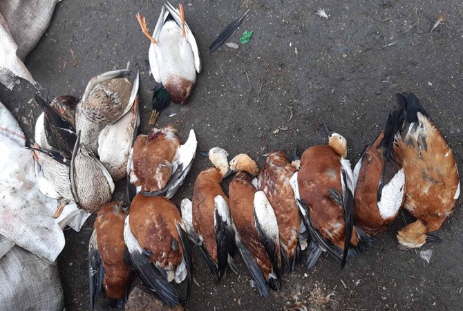 В заповеднике «Аскания-Нова» массово истребили птиц занесенных в Красную книгу