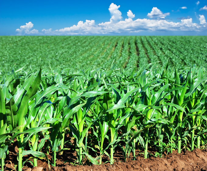 Аграріям Дніпропетровщини передали 759 мішків насіння кукурудзи