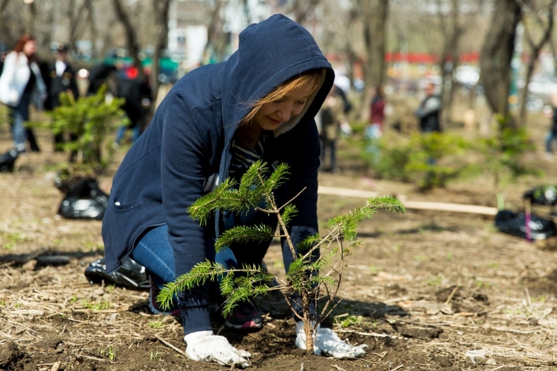 Один мільйон дерев за добу: екологічна акція на Дніпропетровщині