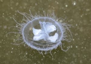 Стали известны причины появления медуз в Днепре