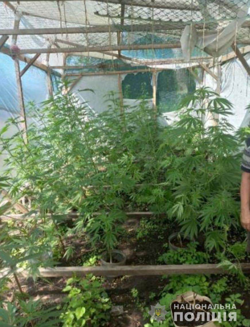 У Новомосковському районі 43-річний чоловік облаштував теплиці для вирощування конопель