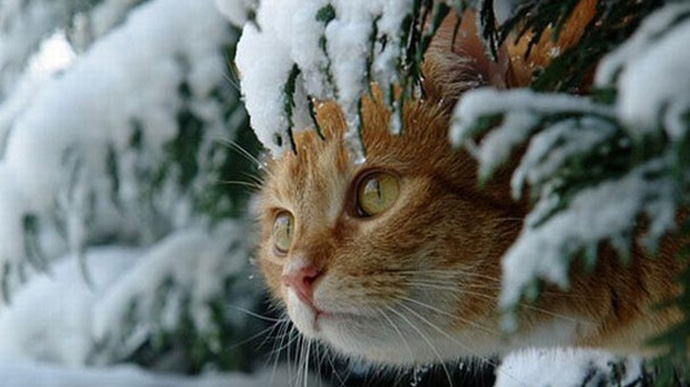 Синоптики рассказали, в каких регионах Украины завтра ожидаются обильные снегопады