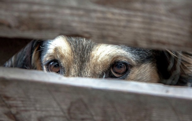 Морили голодом и избивали: в Запорожье полицейские составили протокол в отношении хозяев собак по факту жестокого обращения