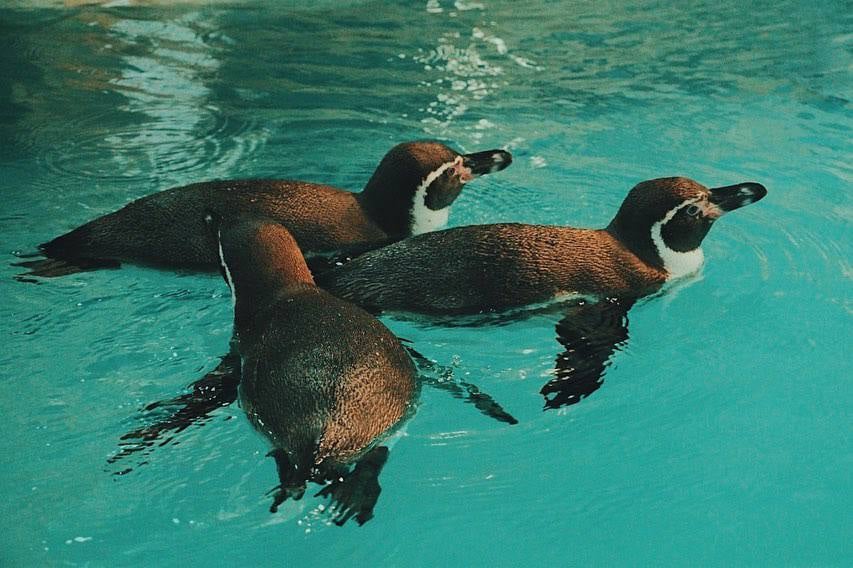 Из Германии в Харьковский зоопарк: как растаможивали пингвинов, внесенных в Красную книгу