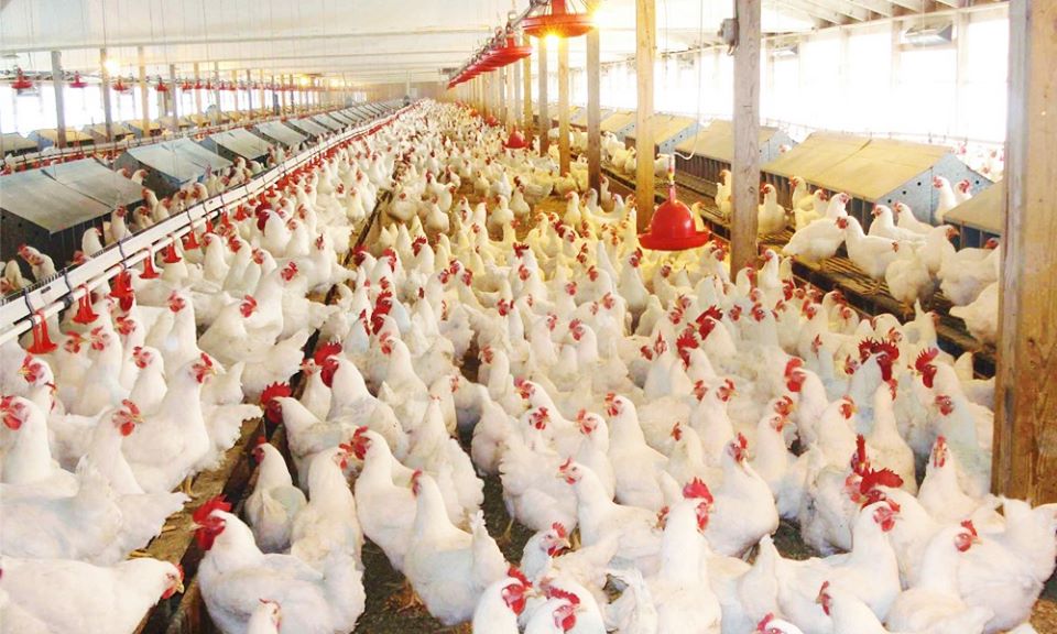 Украина должна войти в семерку крупнейших экспортеров мяса птицы