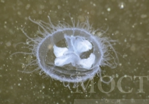 Стали известны причины появления медуз в Днепре