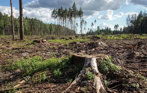 За добу правоохоронці Дніпропетровщини задокументували чотири факти незаконної вирубки дерев