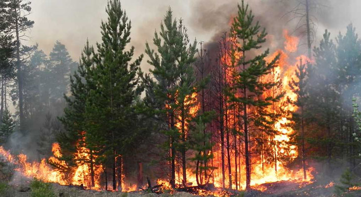 За 2021 год на Днепропетровщине возникло 9 пожаров в лесхозах