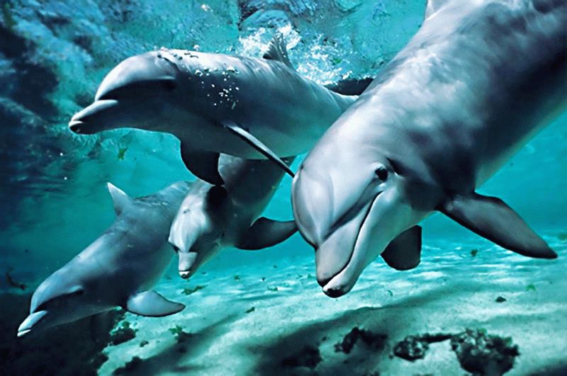 Два года ученые считали дельфинов в Черном море. Стали известны результаты исследования 