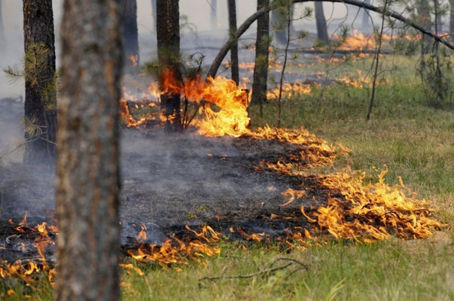 Спасатели предупредили о пожарной опасности в Украине: какие области в зоне риска