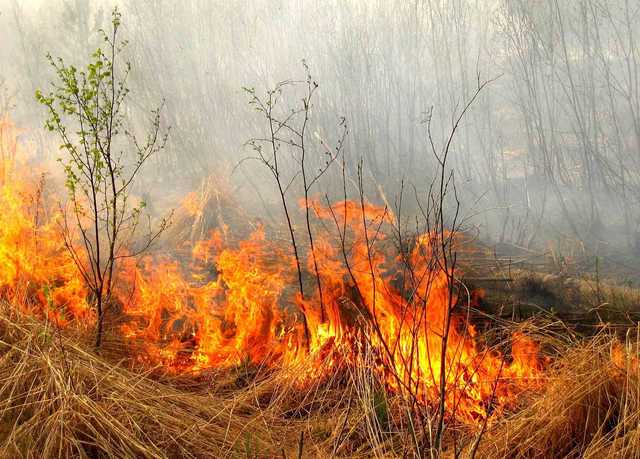 В Украине объявлена высокая пожароопасность