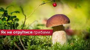 На Дніпропетровщині знову отруєння грибами: серед постраждалих – дитина