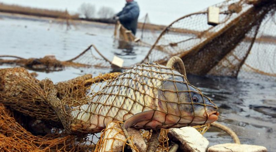  На Дніпропетровщині двоє браконьєрів наловили риби на понад 150 тисяч гривень