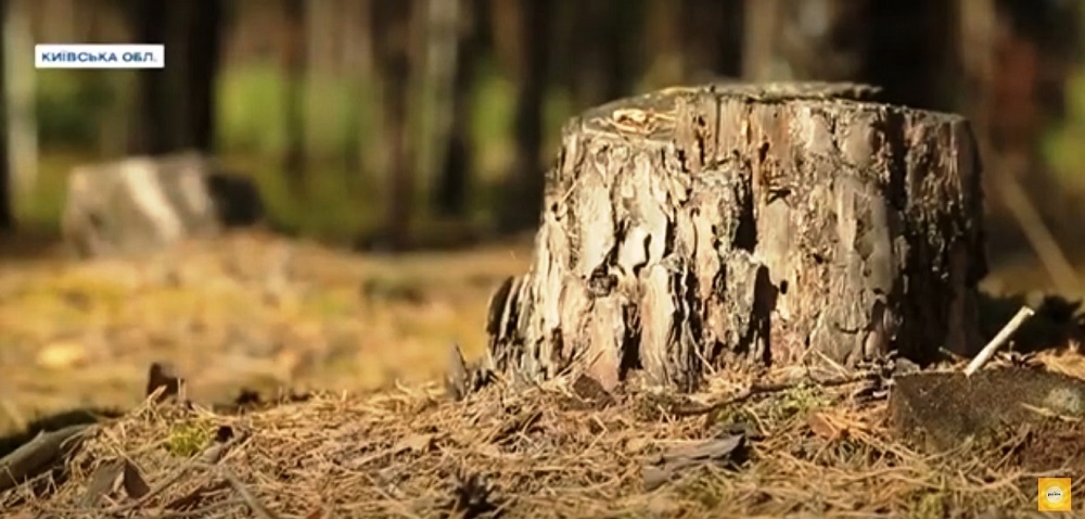 "Утро с Интером": как восстанавливают лес?