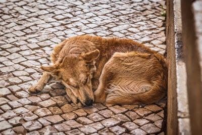 В одном из парков Киева неизвестные отравили собак: начато уголовное производство