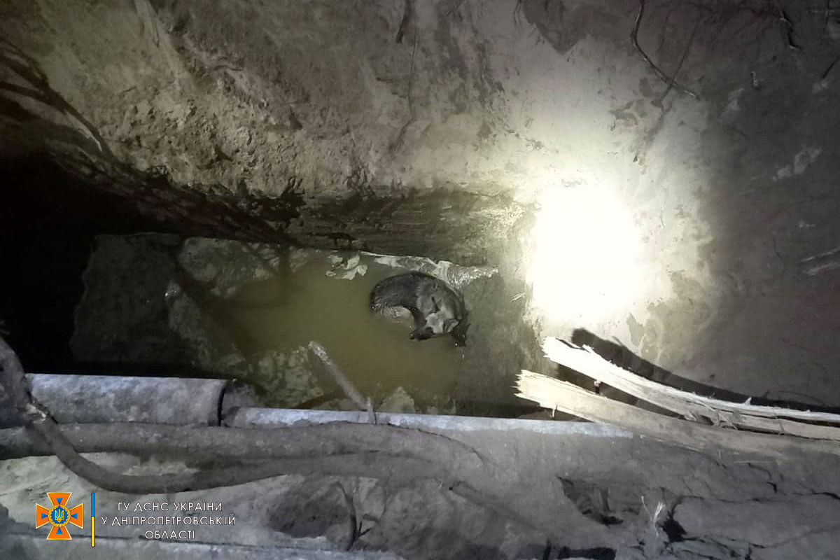 У Самарському районі Дніпра пес провалився у яму глибиною шість метрів: знадобилася допомога рятувальників 