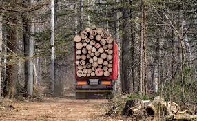 Экс-директор Щацкого национального природного парка допустил незаконную вырубку леса на 7 млн гривен