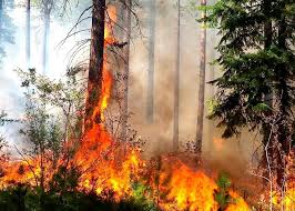 В Украине объявили чрезвычайный уровень пожарной опасности: список областей, которые оказались в зоне риска