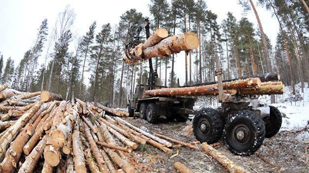 За прошлый год украинским лесам нанесен ущерб в 500 млн гривен: какое нарушение стало самым резонансным  