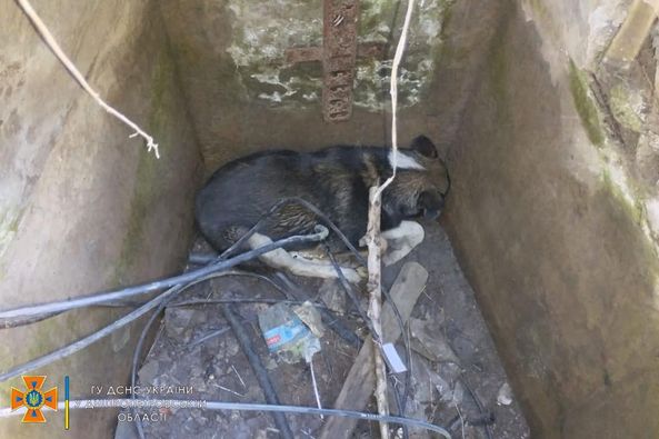 У Жовтих Водах безпритульний пес провалився у триметровий колектор: знадобилася допомога рятувальників 