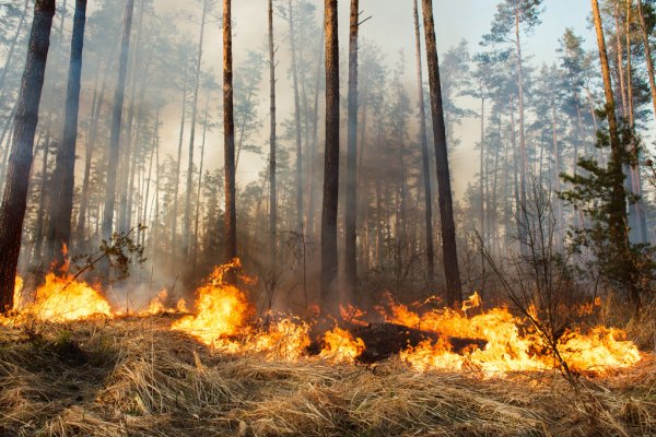 В восточной части Украины объявили чрезвычайную пожарную опасность