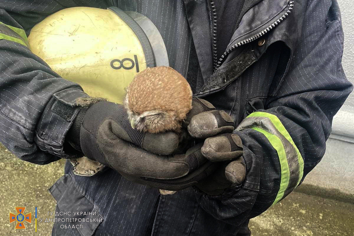 У Кам’янському рятувальники вивільнили совеня яке впало у вентиляційну шахту (ФОТО)