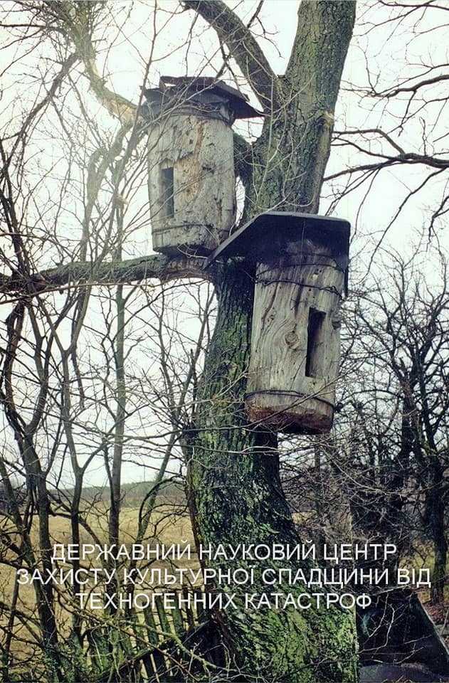 В Чернобыльском заповеднике рассказали, что пчелы делают в зоне отчуждения