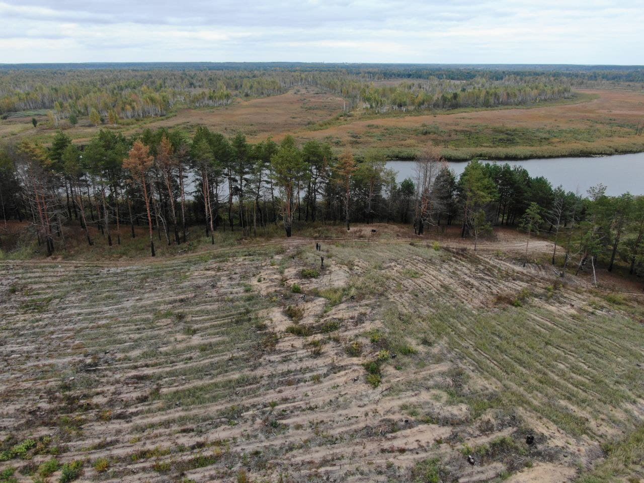 Около 8 тысяч уничтоженных деревьев и 40 млн гривен ущерба: должностным лицам госпредприятия на Черниговщине грозит срок (ФОТО) 