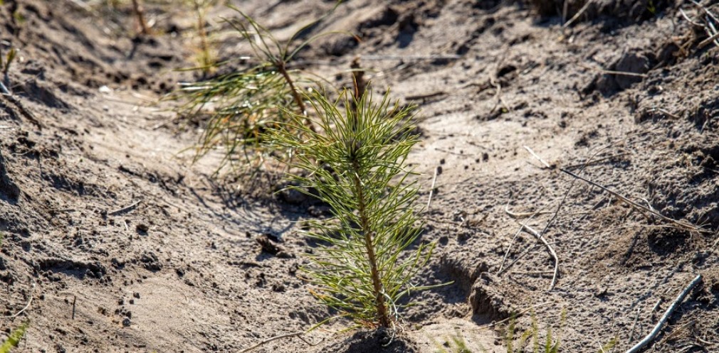 У 2021-му в лісах Дніпропетровщини висадили майже 1,1 млн дерев 
