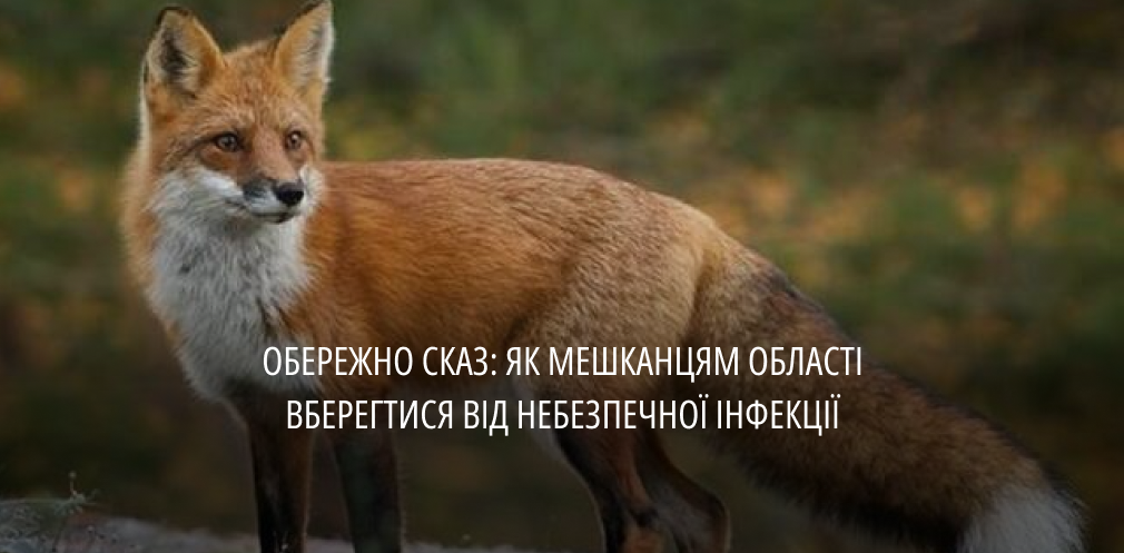 Цьогоріч на Дніпропетровщині виявили 30 випадків сказу у тварин: як від інфекції вберегтися мешканцям області