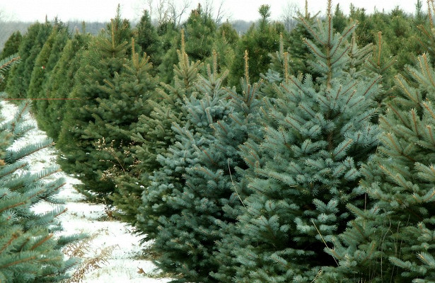 В какую цену елка: где и за сколько можно купить новогоднее дерево в Днепре и области