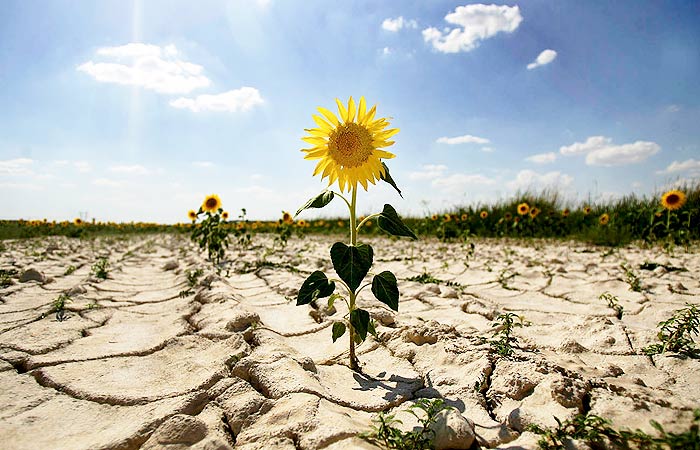  Украина оказалась в лидерах рейтинга стран с самым высоким риском засухи