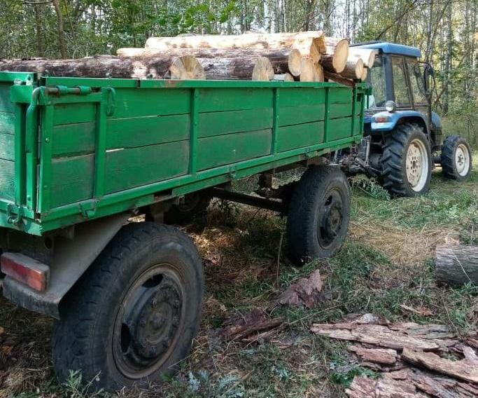 В Чернобыльском заповеднике задержали лесорубов-браконьеров