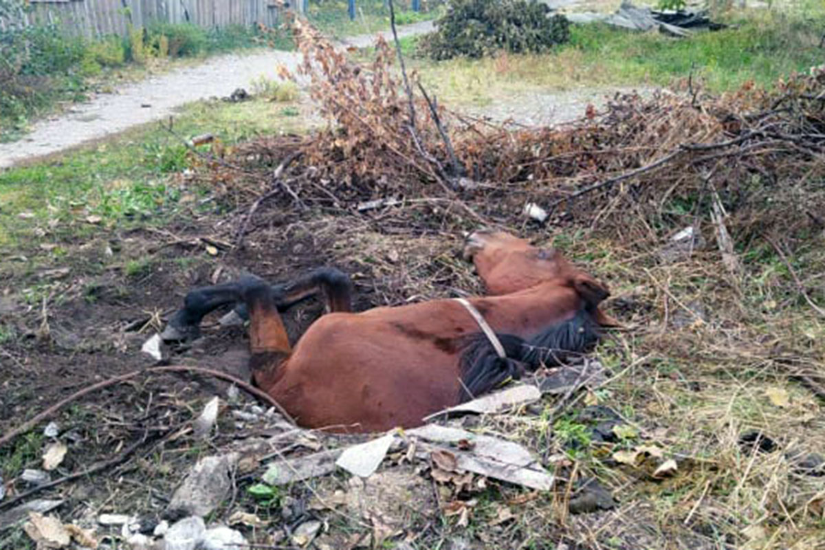 В Кривом Роге лошадь провалилась в яму: потребовалась помощь спасателей (ФОТО)