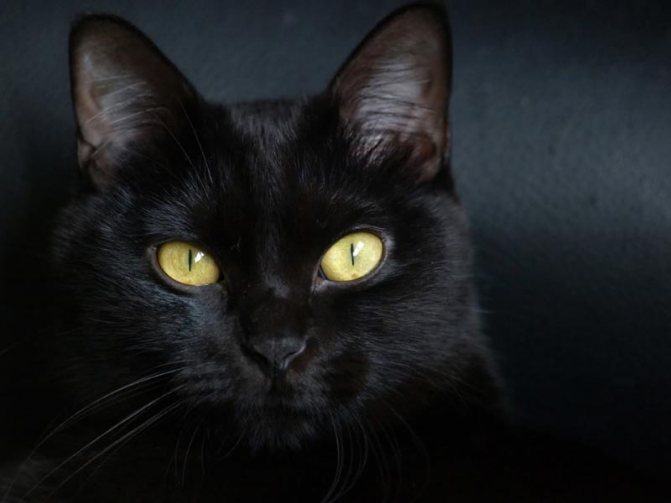 Сегодня День черной кошки: в каких странах это животное является вестником благополучия, а в каких встреча с ней к неудаче 