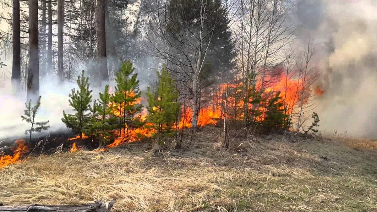 Цьогоріч в лісах Дніпропетровщини сталося 16 пожеж 