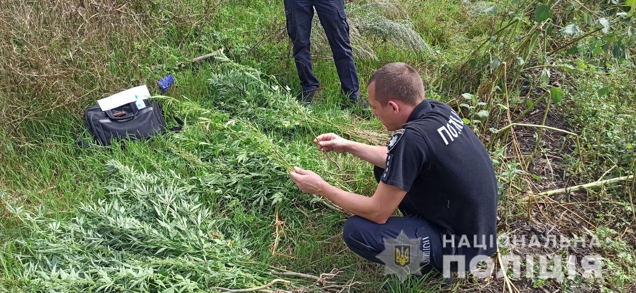 Відсидів за незаконний оббіг наркотиків та справи не полишив: у Новомосковському районі на подвір’ї раніше судимого виявили насадження конопель