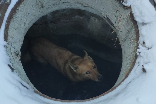 «Спасали животное»: в Черкасской области из резервуара с водой достали ребенка, мужчину и собаку