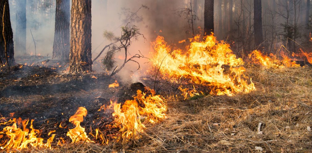 Этой весной в экосистемах Днепропетровской области произошло 620 пожаров
