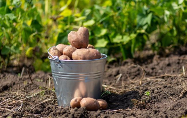 Шість громад Дніпропетровщини отримали 200 тонн посівної картоплі