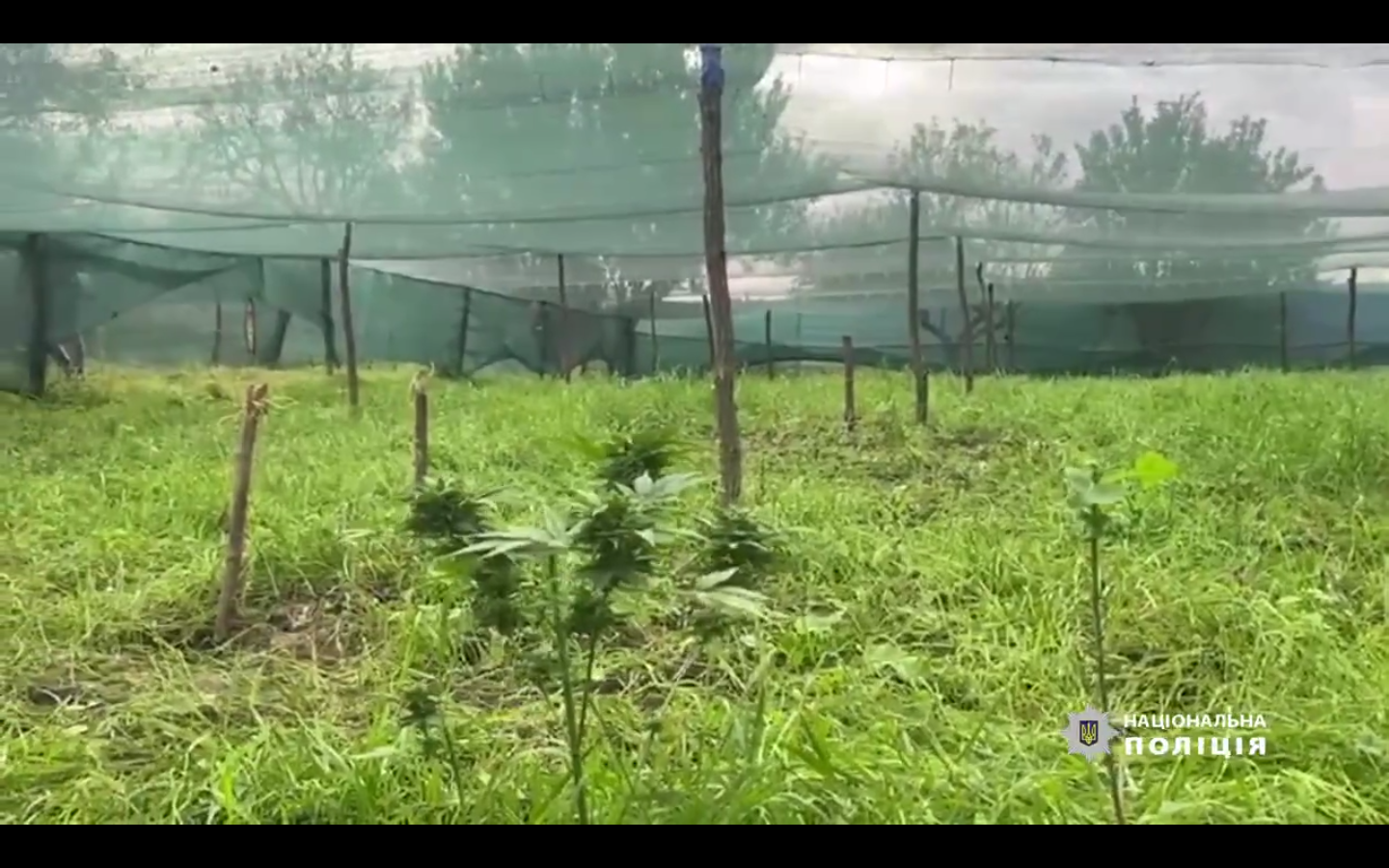 На Днепропетровщине 18-летний парень выращивал наркотики: общая сума которых составила  1 700 000 грн 