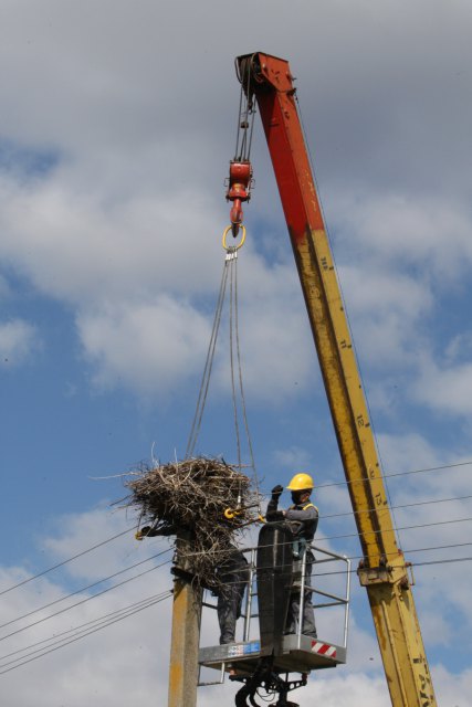 #Лелеченьки: ДТЭК Днепровские электросети установил уже около 200 платформ для гнезд аистов в области (ФОТО)
