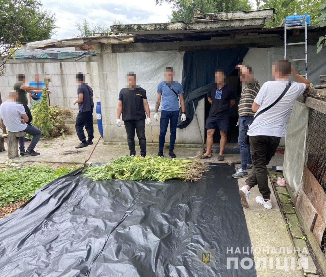 Вирощував коноплі на власній дачі: у Дніпрі поліція вилучила наркотичних речовин на 9 млн гривень (ВІДЕО)
