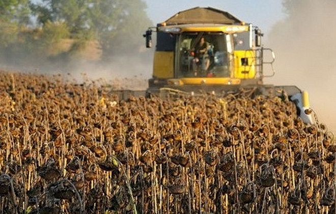 У Дніпропетровській області завершують збирати пізні зернові 