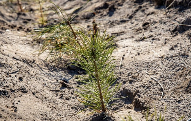 У 2021-му в лісах Дніпропетровщини висадили майже 1,1 млн дерев 
