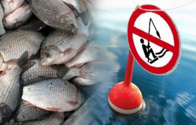 С 1 апреля в Украине начинается нерестовый запрет на вылов рыбы