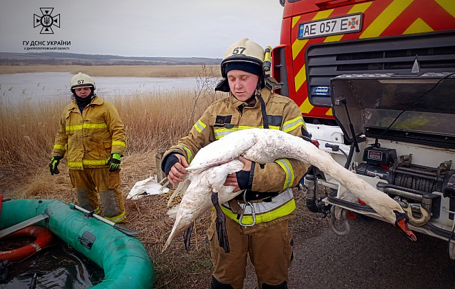 Героїчна операція порятунку: на Дніпропетровщині рятувальники визволили лебедя з крижаної пастки