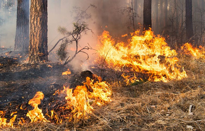 Этой весной в экосистемах Днепропетровской области произошло 620 пожаров
