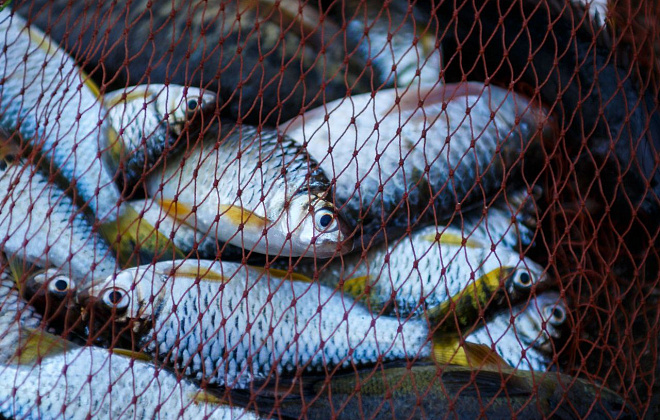 Ущерб государству в 60 тысяч гривен: в Днепровском районе задержали рыбака-нарушителя 